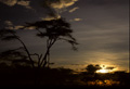  accacias tanzanie soleil couchant 